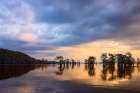 Stand of bald cypress trees, silhouetted at sunrise, Caddo Lake, Texas. Art Print